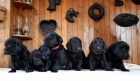 Flat Coated Retriever